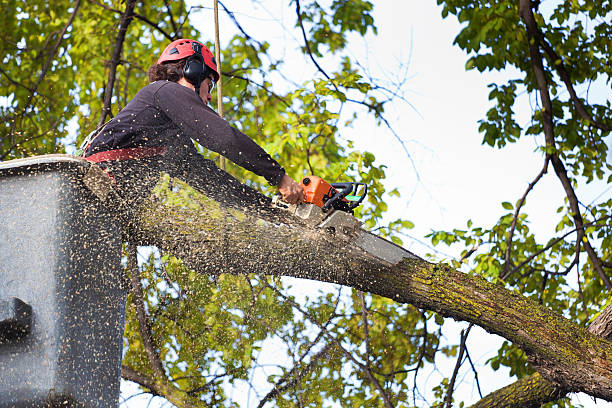 Best Storm Damage Tree Cleanup  in Rio Rico, AZ